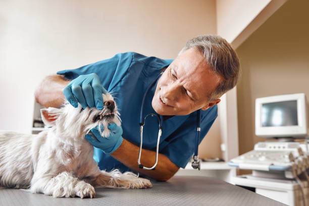 Best Emergency Root Canal Therapy in Sarasota, FL